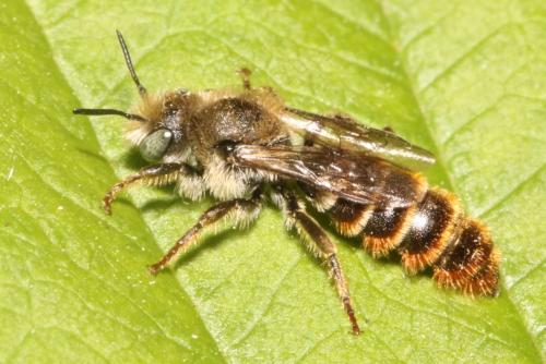 Osmia rufohirta